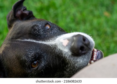 Old Man Pete, An American Staffy, Being A Ham, Likely For A Piece Of Ham.