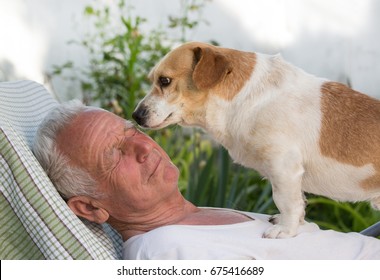 Old Man Resting In Garden And Cute Dog Climb On His Chest And Kissing Him. Pet Love Concept