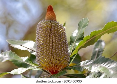 Old Man Or Saw Banksia