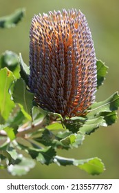 Old Man Or Saw Banksia Flower