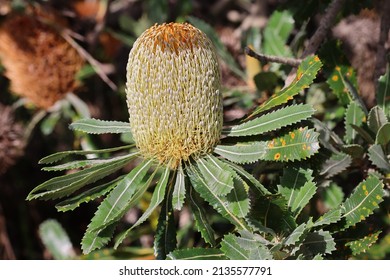 Old Man Or Saw Banksia Flower