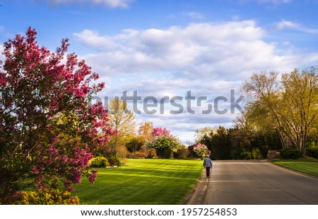 Old man walking along Midwestern suburban street with blooming redbud trees and crab apples in the spring; blue sky with clouds in background, Missouri, Midwest