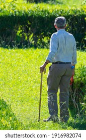 Old Man With Walking Stick In A Park Or Garden.