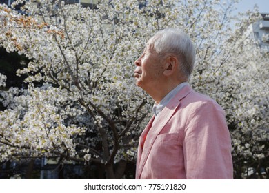 Old man watching cherry blossoms