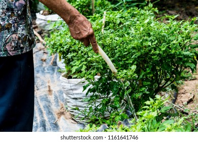 Old Man Watering Chili Peppers In The Garden.