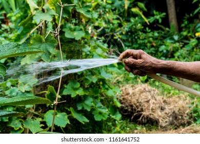 Old Man Watering Chili Peppers In The Garden.