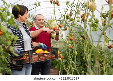 Old man and woman happily harvesting vegetables - Powered by Shutterstock