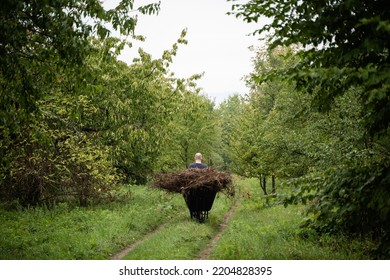 Old Man Working In The Garden, Raking Hay