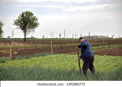 Old Man Working In Small Green Garden, Cultivating Onions, Near City Of Kikinda, Vojvodina Region (Serbia), 09. May 2019