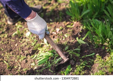 an old man works on the ground and removes a weed from his garden