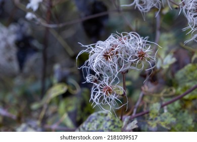Old man's beard (Clematis vitalba) fruits with silky appendages - Shutterstock ID 2181039517