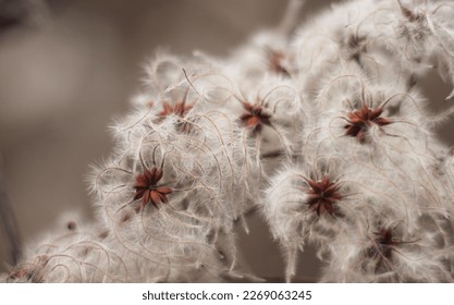 An old man's beard fruit. Detail of clematis vitalba fruits with long silky appendages in a shape of sea anemone. Winter image of traveller's joy growing on a thin branch, looking like a cotton candy. - Shutterstock ID 2269063245