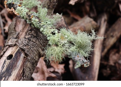 Old Man's Beard  Lichen, Usnea