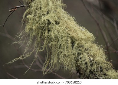 Old Mans Beard, Usnea, Lichen, Scotland