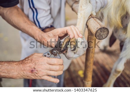 Old man's hands Trim Goat Hooves on the farm