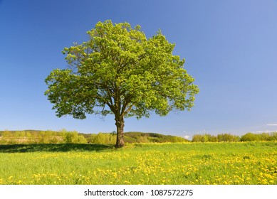 Old maple tree on meadow with dandelions. Spring landscape in Czech Republic.