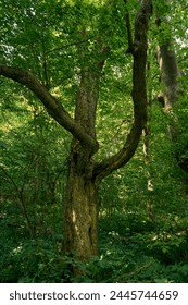 An old maple tree, with its thick knobby branches, grows in the forest. On a summer day, the maple foliage provides a cozy shade that is perfect for relaxing
