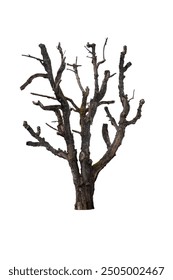 Old mature tree with split tree bark isolated on white background.  Halloween spooky tree with crossing branches.