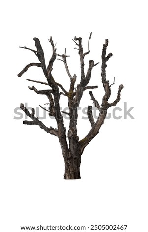 Old mature tree with split tree bark isolated on white background.  Halloween spooky tree with crossing branches.
