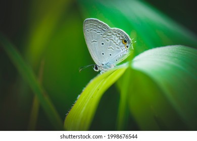 Old Memories Of Childhood...! Always Playing With These Tiny Butterfly's Catching Them Isolating In A Box And The Next Day It Will Be Dead.