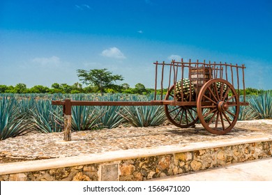 Old Mexican Horse Cart On A Tequila Farm 