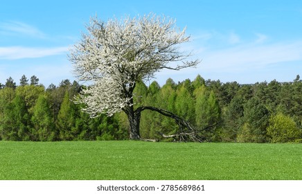 An old, mighty tree standing alone in the middle of a meadow, a trunk split in half, half a dead tree, half a flowering tree