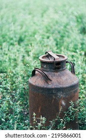 Old Milk Can In A Field With Alfalfa
