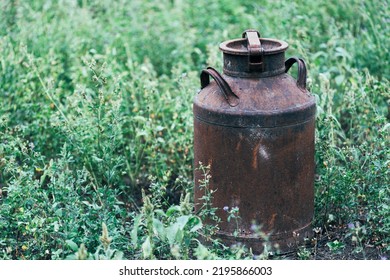 Old Milk Can In A Field With Alfalfa
