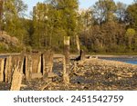 Old Mill Site Park in Port Moody BC as a historical significance (old sawmill) along the shoreline offering picturesque views of Burrard Inlet during sunset. 