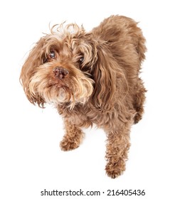 An Old Mixed Poodle Breed Dog With Glaucoma In Her Eyes