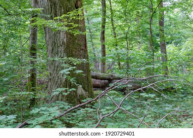 Old monumental oak tree in summer midday landscape with hornbeams around, Bialowieza Forest, Poland, Europe - Powered by Shutterstock