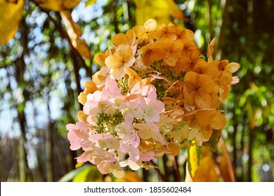 Old Mophead Flowers Of The Hydrangea Quercifolia Snow Queen ('Flemygea') In Autumn