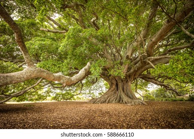 Old Moreton Bay Fig Milton Nsw Stock Photo 588666110 | Shutterstock