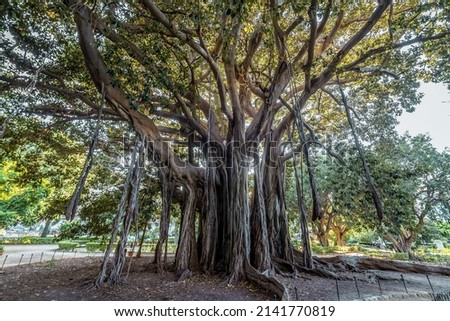 Old Moreton Bay fig tree in Garibaldi park in Palermo city, Sicily Island in Italy