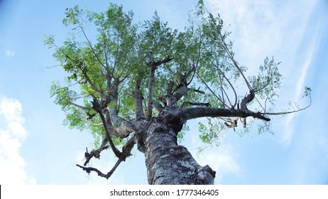 old Moringa tree on garden area, with blue sky background. 