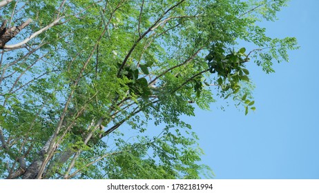 old moringa tree with parasites in some branches