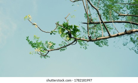 old moringa tree with parasites in some branches