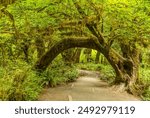 Old Moss Covered Sitka Trees along the Hall of Mosses trail in the Hoh Rain Forest of Olypimpic National Park in Washington.