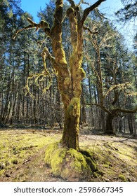 An old moss covered tree