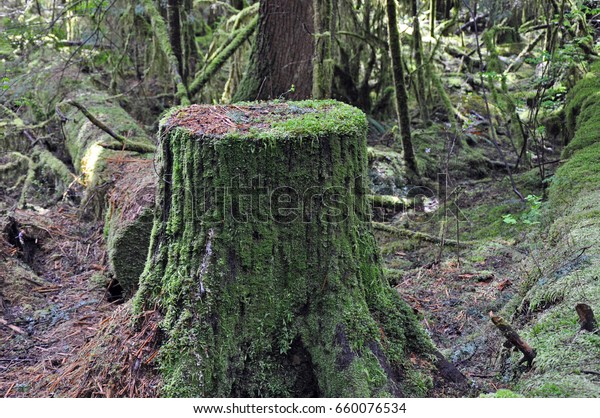 Old Moss Covered Tree Stump Canadian Stock Photo Edit Now 660076534