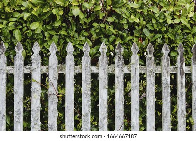 Old Moss Covered Wood Picket Fence And Laurel Hedge