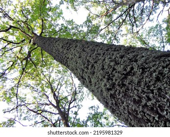 Old Mossy Oak, Bottom-up View