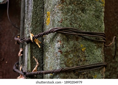 An Old Mossy Telephone Pole With Rusty Barbed Wire. Close Up View.