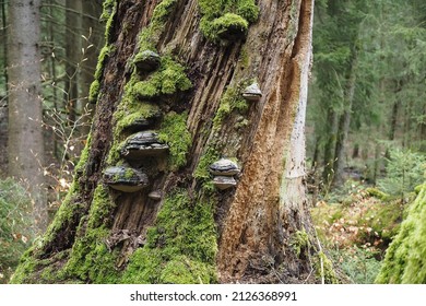 Old Musty Beech Trunk With Tinder Sponges