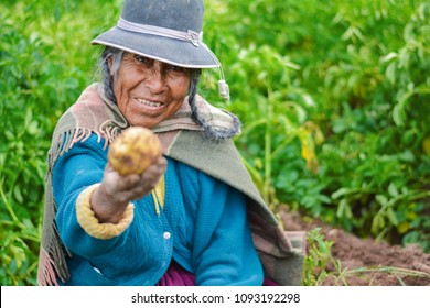 Old native american woman wearing authentic aymara clothes and showing fresh potato. - Powered by Shutterstock