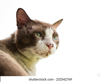 Old Naughty Cat Portrait On White Background