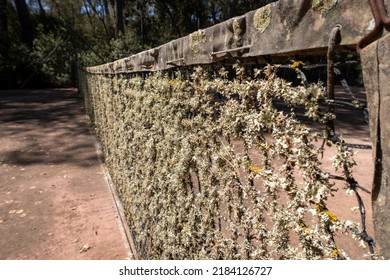 Old Net On The Tennis Court Overgrown With Moss.