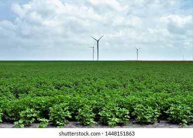 Old And New:  Cotton Field In South Texas Hosts A Modern Windmill Farm