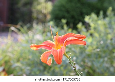 Old North Bridge Flower Blooming