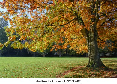 alter, nördlicher Eichenbaum (Quercus rubra) mit bunten Herbstblättern in einem Park, saisonale Landschaft, Kopienraum